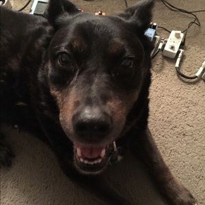 Meet your Posher, Ben